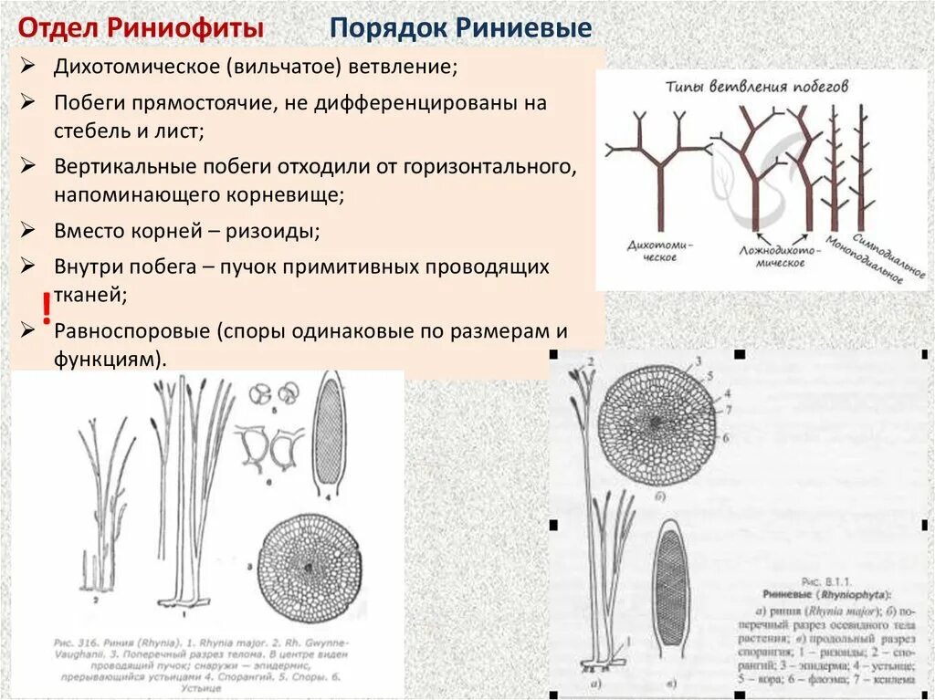 Отдел сосудистых растений. Древние сосудистые растения. Порядок Риниевые. Сосуды растений. Какую функцию выполняют сосуды у растений впр