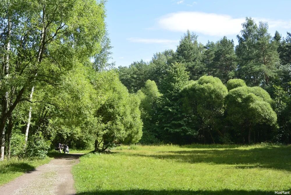 Новоорловском заказнике. Новоорловский лесопарк в парголово. Новоорловский заказник санкт-петербург. Санкт-петербург приморский район новоорловский заказник. Новоорловский заказник панорама.