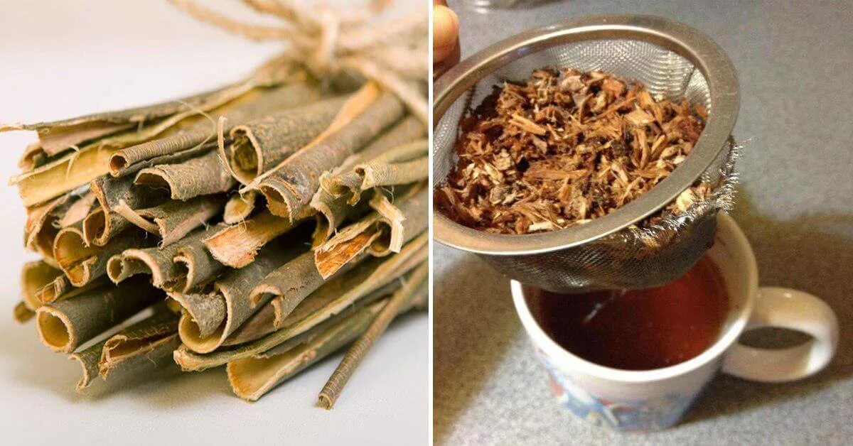 Чай из осины. Отвар из коры осины. настой осиновой коры. отвар из веток осины.