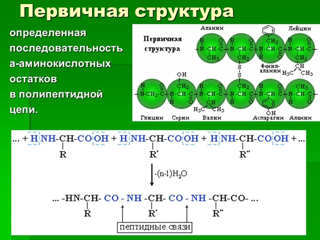 Определите аминокислотную последовательность полипептида. Последовательность аминокислотных остатков в полипептидной цепи. Аминокислотных остатков. Последовательность аминокислот в полипептидной цепи определяется. Последовательность аминокислот в полипептидной цепи.