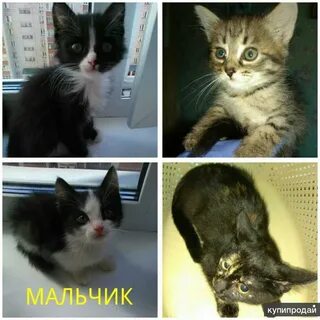 Отдам котенка киров