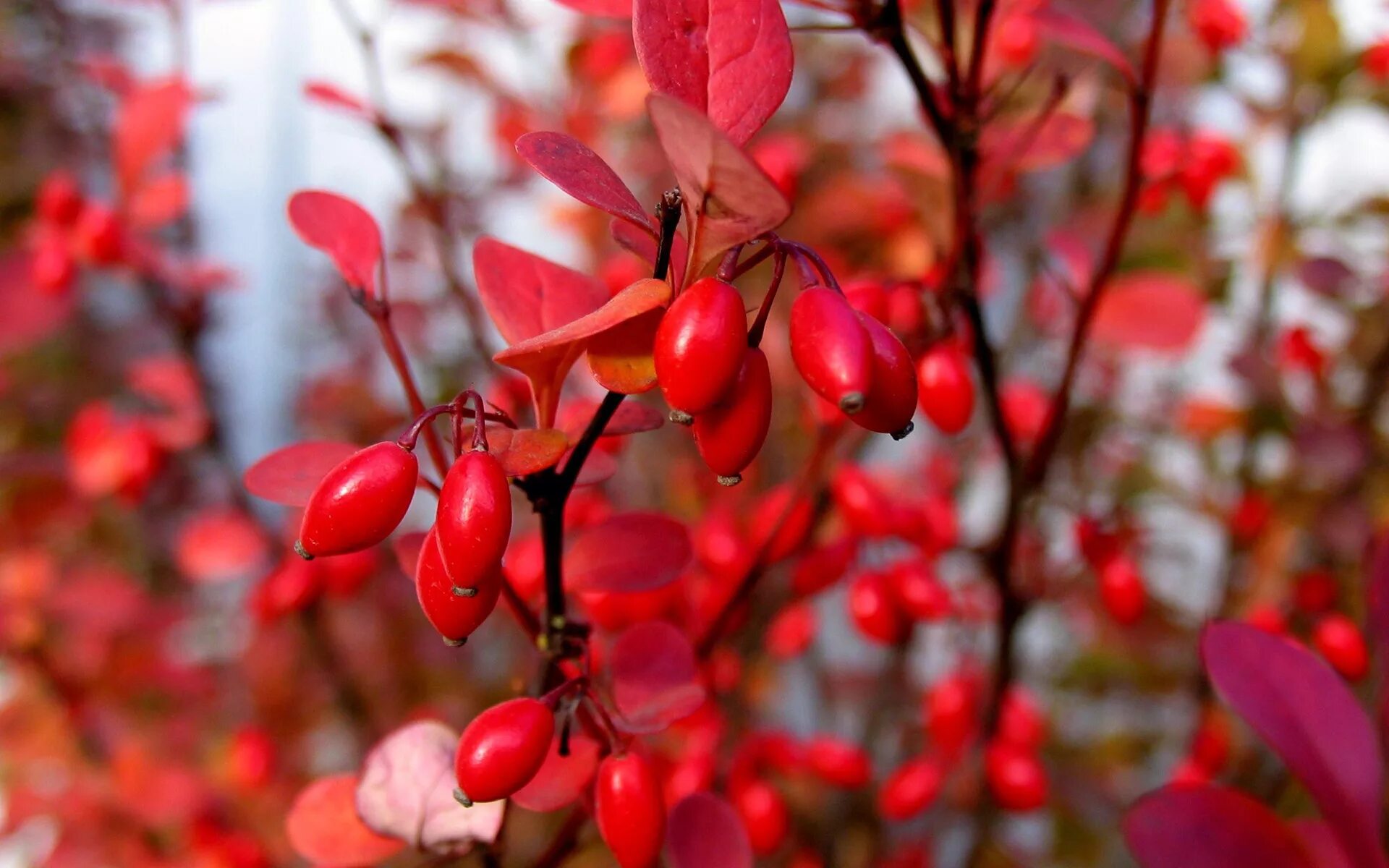 Что такое барбарис. Барбарис Barberry. Листопадный Барбарис. Барбарис куст. Барбарис куст с ягодами.