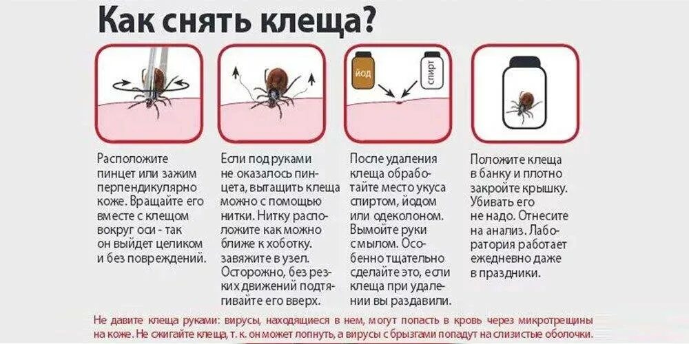 Как легко вытащить клеща. Как вытащить клеща у собаки. как достать клеща у собаки.
