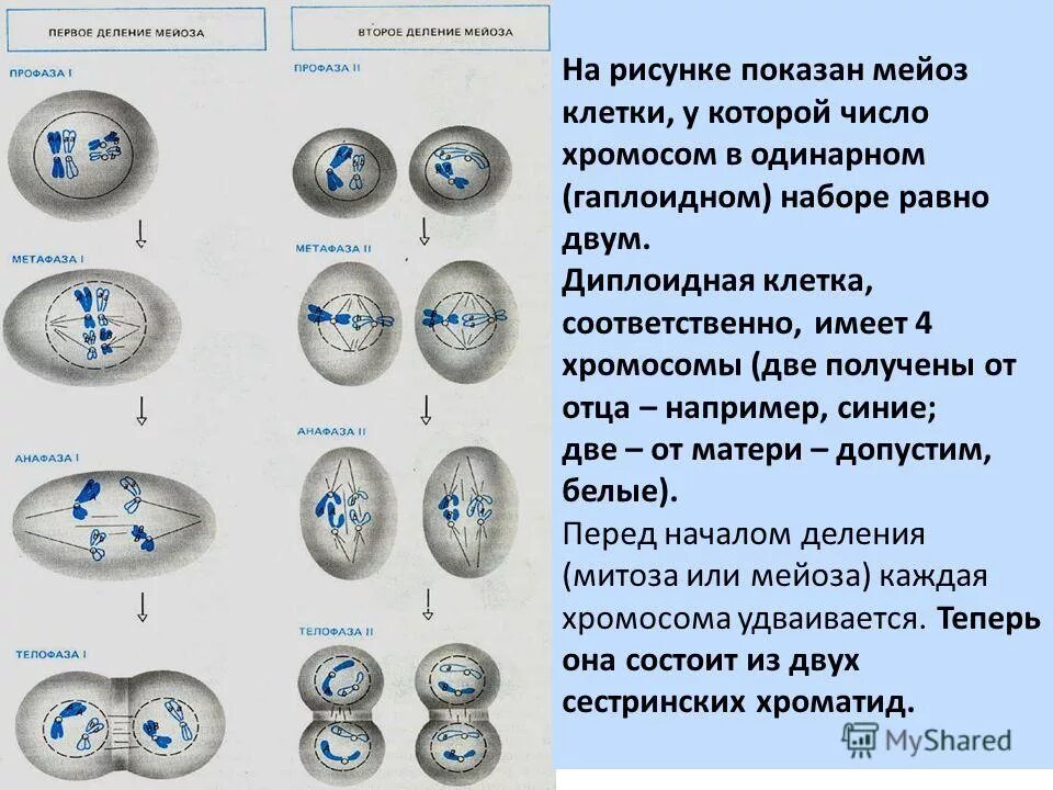 На пути к разгадке тайны мейоза * Александр Марков * Научно-популярный синопсис 