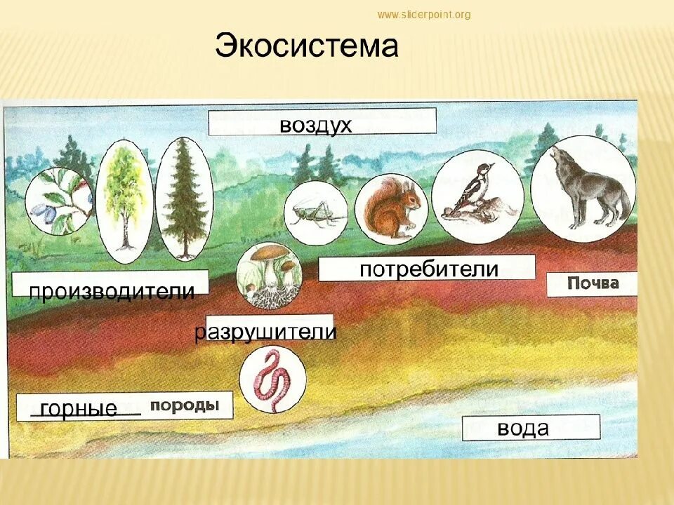 Какие организмы составляют природное сообщество. Экосистема. жкологическаяси ситема. сообщество живых организмов. производители в экосистеме.