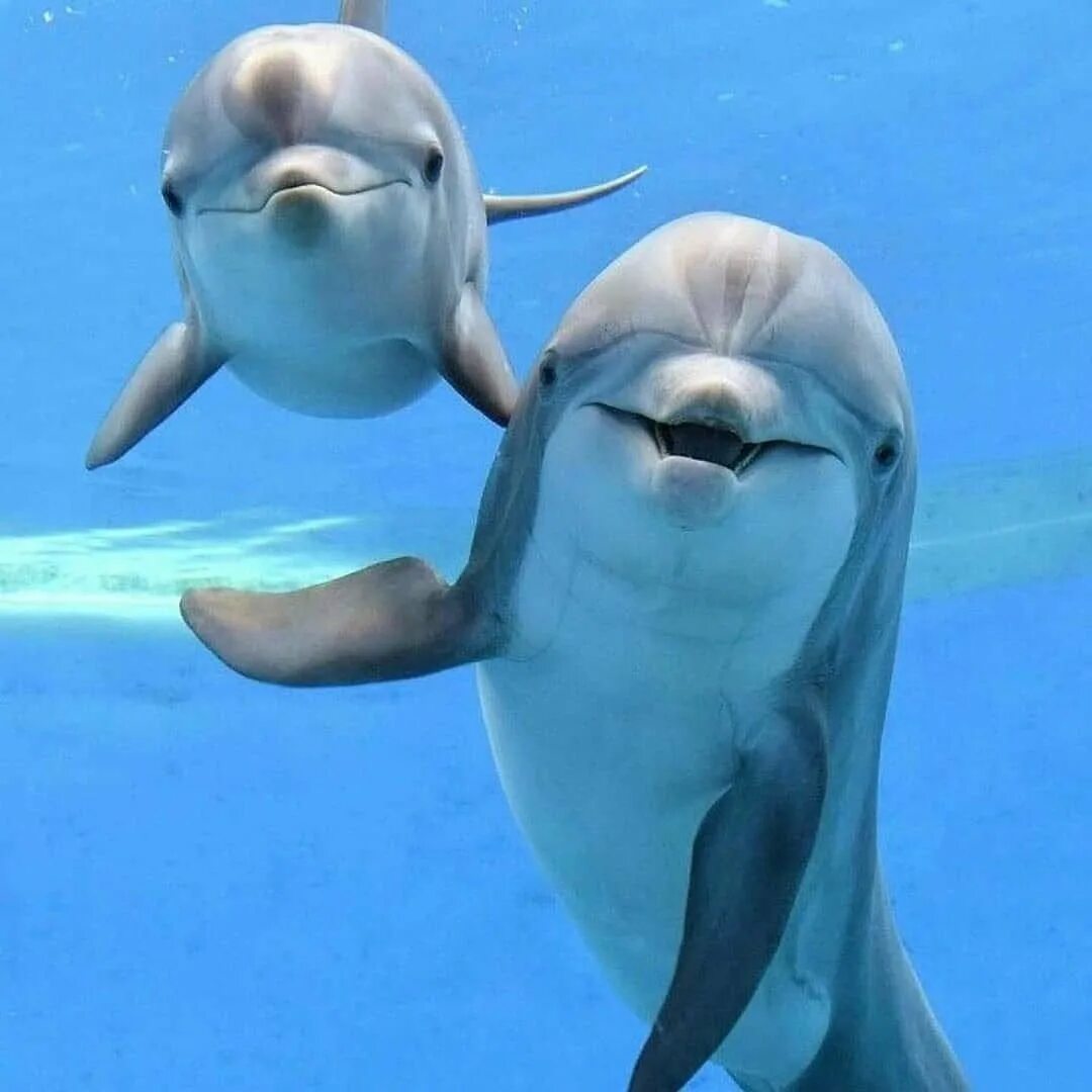 Добрый дельфин картинки. Добрый дельфин картинки. Добрый дельфинчик. Добрый дельфин картинки. Анимированные дельфины.