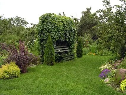 Кусты на приусадебном участке