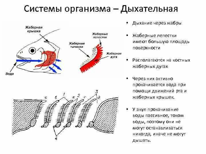 Схема жаберного дыхания рыб. Дыхательная система костных рыб схема. Органы дыхания рыб жабры. Дыхательная система рыб биология. Дыхание рыб в воде