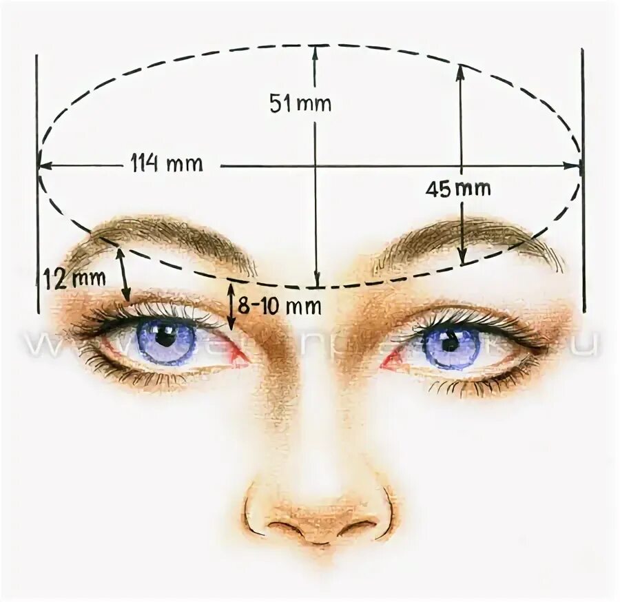 Сколько между бровями. Размер глаз. Высота бровей относительно глаз. Идеальный размер лба. Размер глаза человека.