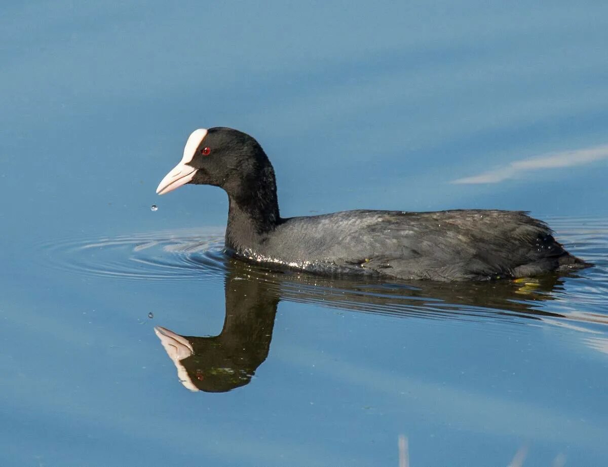 Лысуха (Fulica atra). Обыкновенная лысуха. Американская лысуха птенец. Дикая утка лысуха. Черная утка с белым лбом