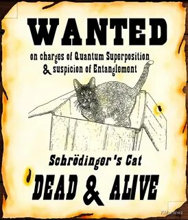 Wanted cat