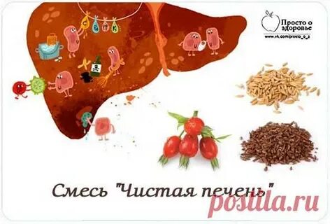 Запасная печень
