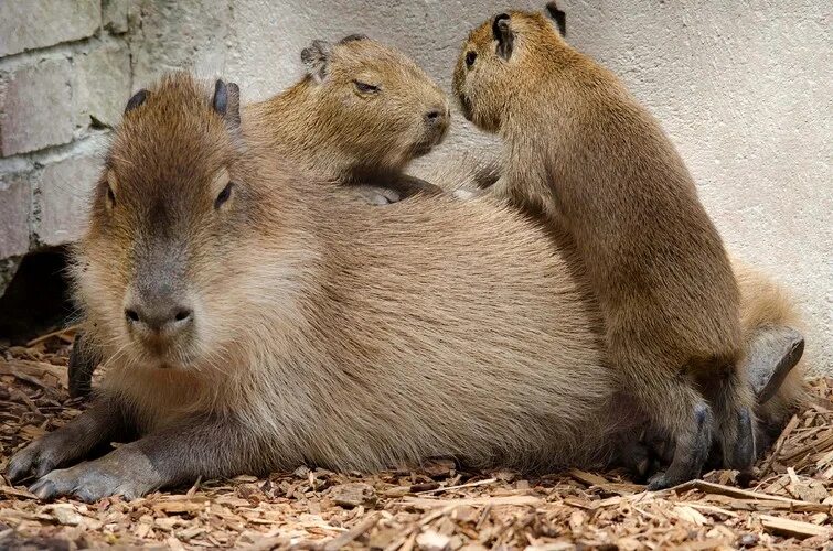 Капибару. Капибара милая. Капибара и человек. Капибара утро. My pets capybaras