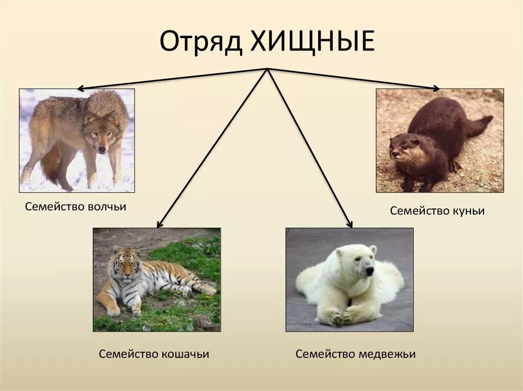 Млекопитающие делятся на группы. Отряды млекопитающих отряд Хищные. Класс млекопитающие отряд хищники. Семь семейств отряда Хищные. Хищные представители.