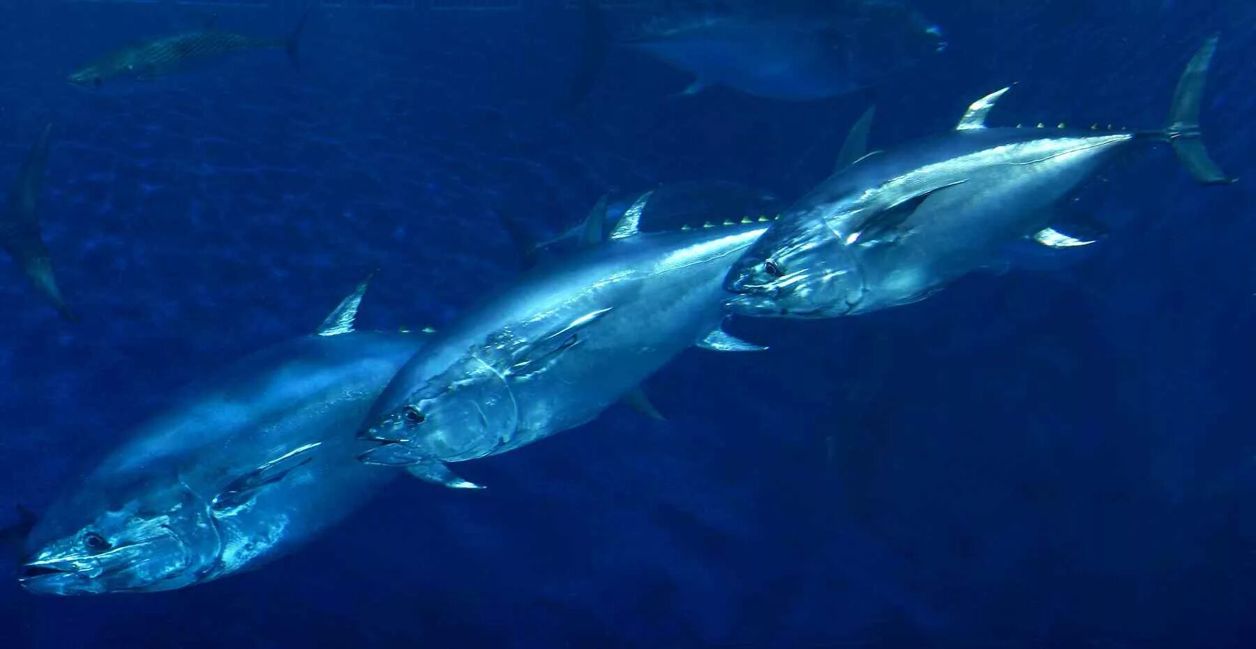 Bluefin tuna. Tuna blue fin. тунец рыба. голубой тунец. рыба синий тунец.