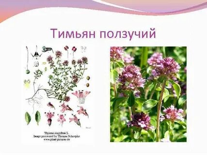 Тимьян ползучий применение