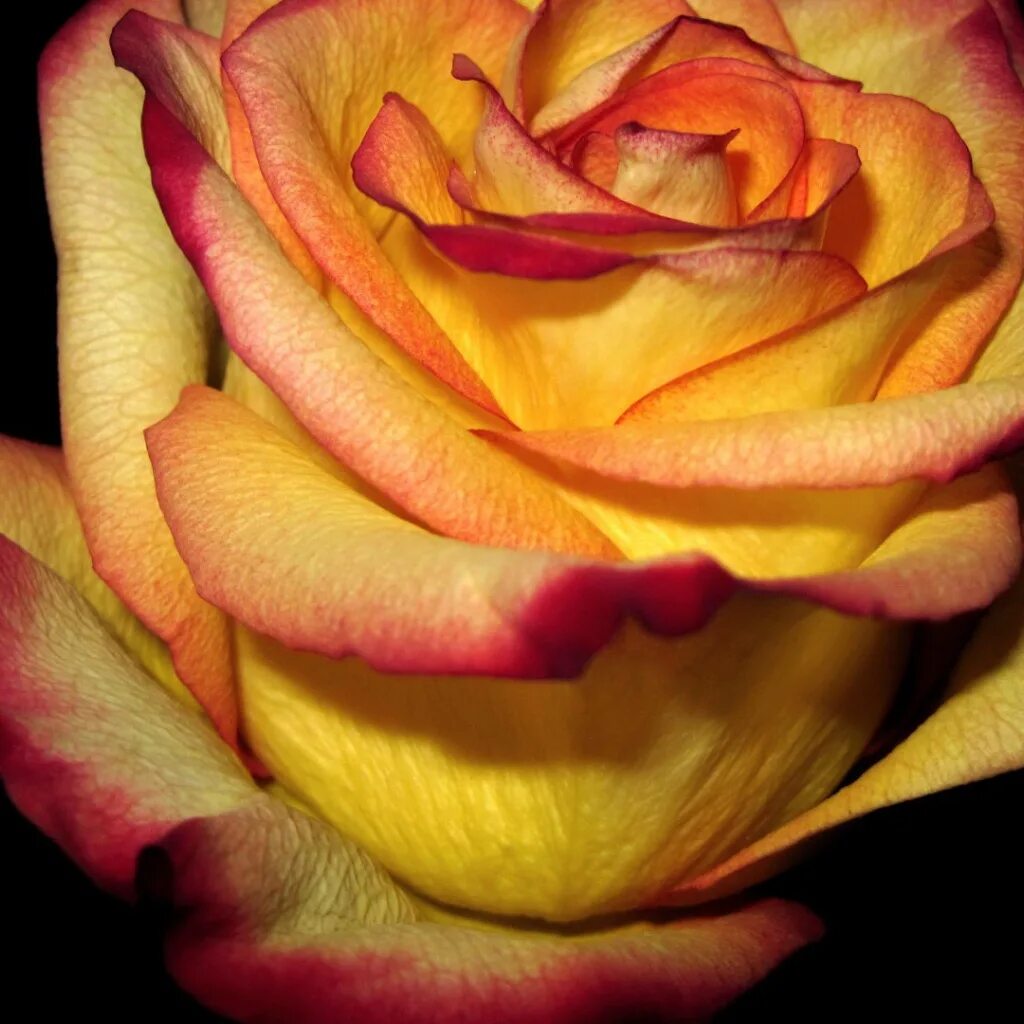 Желто-красные розы. Розы желтые с красной каймой. Розы снизу