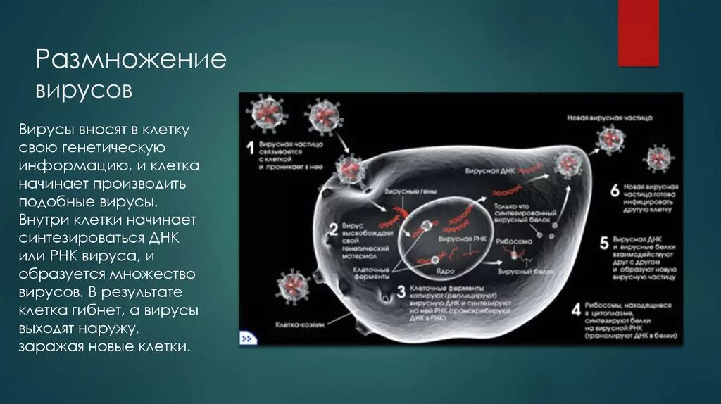 Цикл развития( размножения) вирусов. Стадии размножения вирусов. Этапы размножения вирусов.