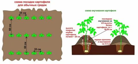 Расстояние между картофелем при посадке мотоблоком