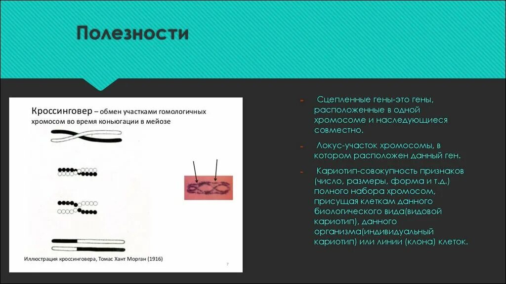 Локус участок хромосомы в котором расположен ген. Гены расположенные в одной хромосоме. Ген это участок хромосомы. Совокупность генов, находящихся в одной хромосоме. Совокупность хромосом называется