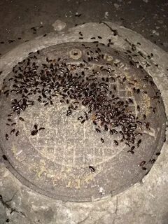 Жучки в колодце