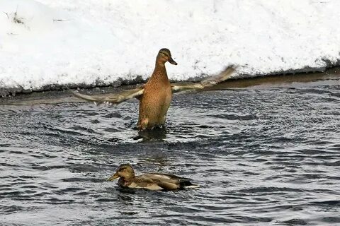 Утки в городе ижевск