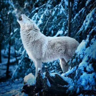 Snow wolf