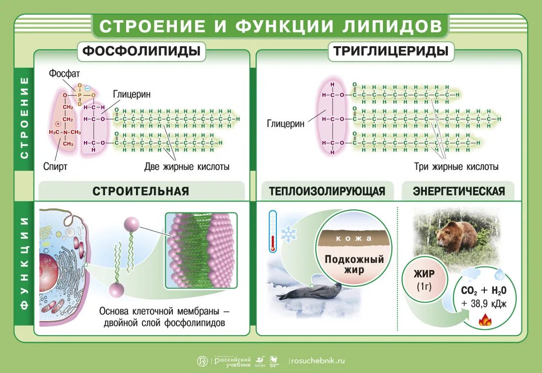 Строения липидов человека. Классификация липидов биология ЕГЭ. Строение липидов биология 9 класс. Структура строения липидов. Таблица биологические функции липидов триглицериды.