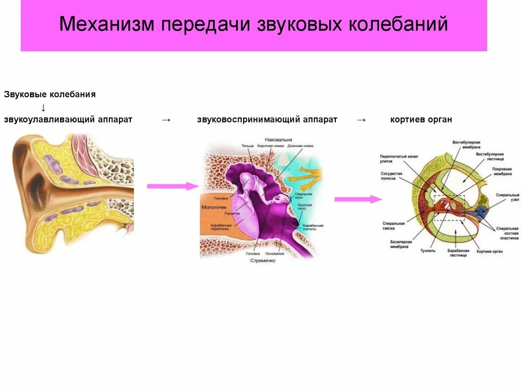 Охарактеризуйте механизм восприятия звука. Последовательность восприятия звука. Схема восприятия звука. Механизм передачи звуковых колебаний. Схема передачи слухового сигнала.