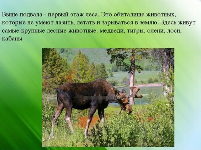 Сообщение по окружающему