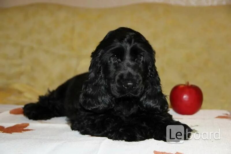 Щенок спаниель девочка. Клички для кокер спаниеля. Кокер спаниель бело рыжий. Американский кокер спаниель мальчик. Щенки английского кокер спаниеля.