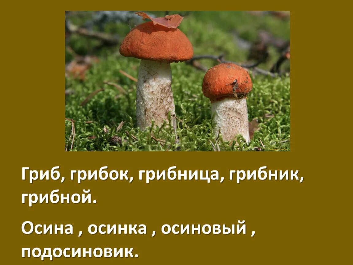 Слово гриб. Грибок грибной грибник. Грибок грибной грибник родственные слова. Гриб грибок русский язык. Грибники и гриб слова родственные.
