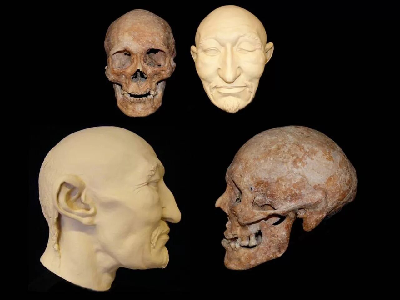 индийская антропология. герасимов антрополог скульптуры. современные антропологи. днепро-донецкая культура антропология. восстановление по черепу герасимов.