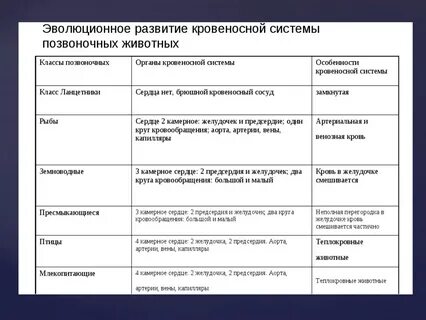 Таблица сравнительная характеристика кровеносной системы позвоночных животных