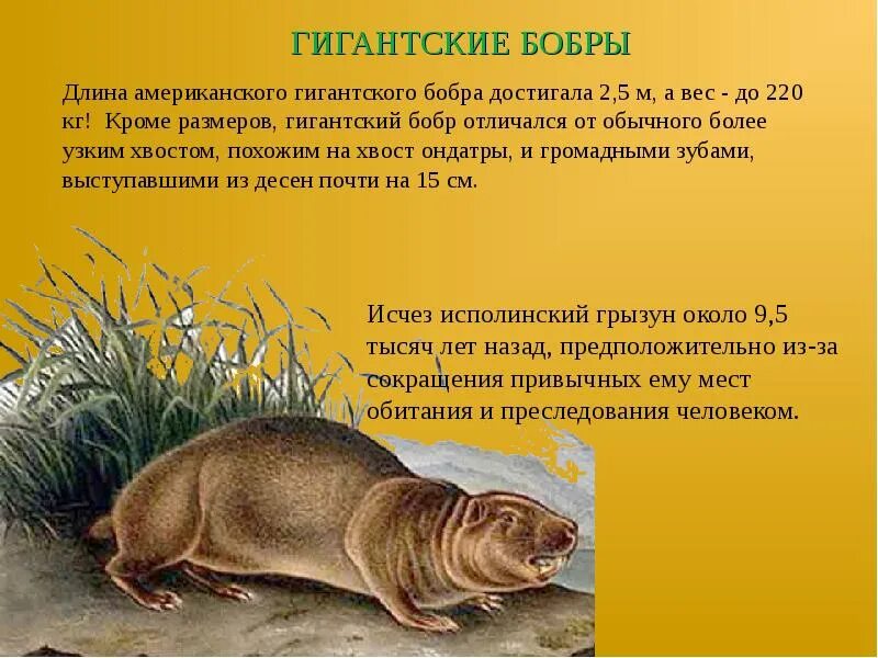 Бобер размеры. Какой вес бобра. Максимальный размер бобра. Речной бобр доклад. Какой вес бобра.