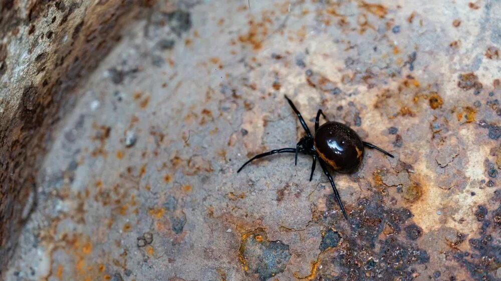 Ядовитый паук каракурт. Каракурт (latrodectus tredecimguttatus). Каракурт паук волгоград. Астраханский паук каракурт. Каракурт в волгограде.