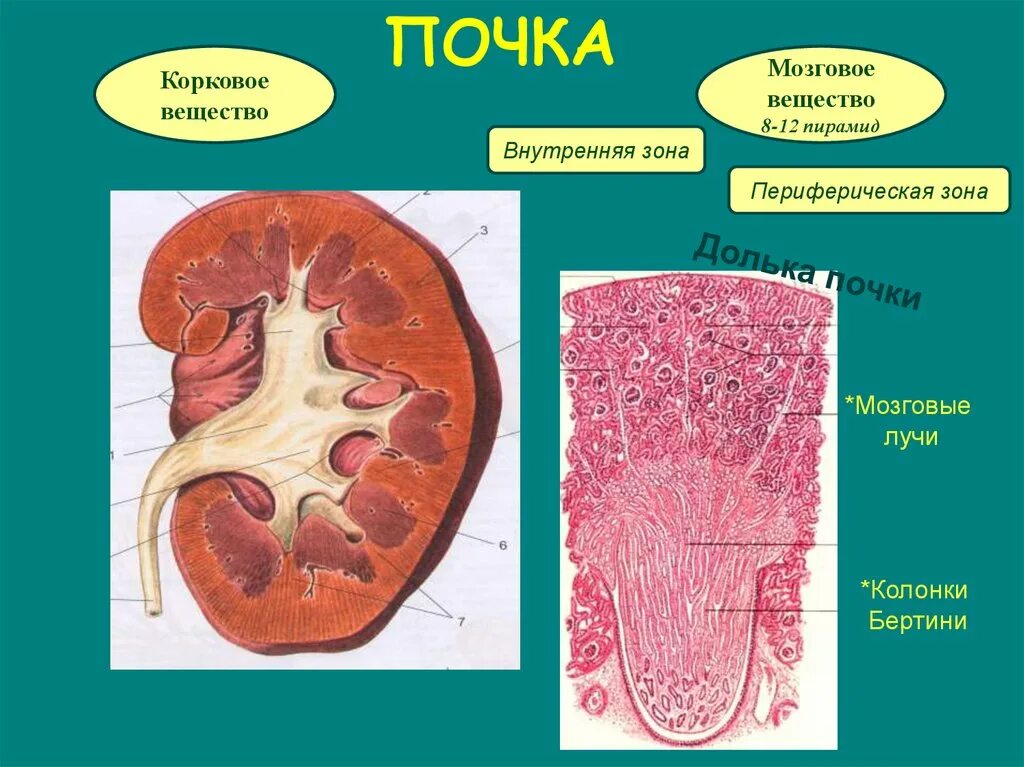 Почках и в головном мозге. Строение лоханки почки гистология. Почечная лоханка гистология. Структура коркового вещества почки. Мозговое вещество почки гистология.