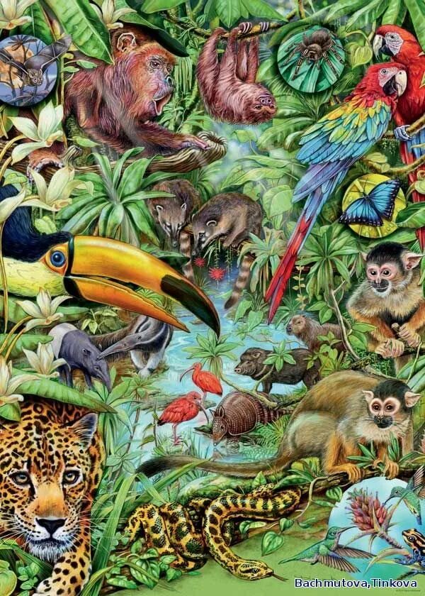 Пазл Heye Flora & fauna обитатели тропического леса, Wieczorek (29617), 1000 дет.. Животные тропического леса. Жители тропического леса. Тропические лес дивотные.