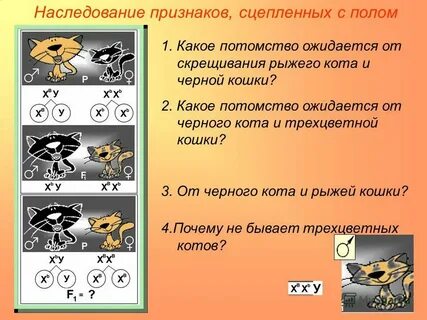 Потомство черного кота и черепаховой кошки