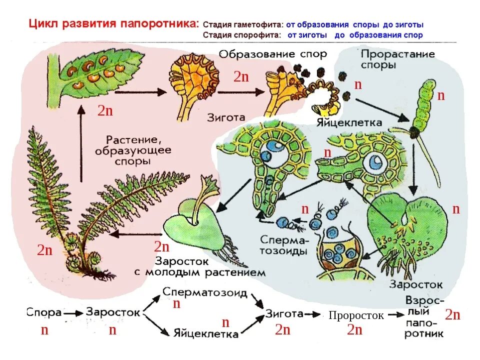 Цикл размножения папоротников. Цикл развития спорового растения схема. Схема цикл развития растений споровых растений. Цикл развития папоротника. Располагается на спорофите