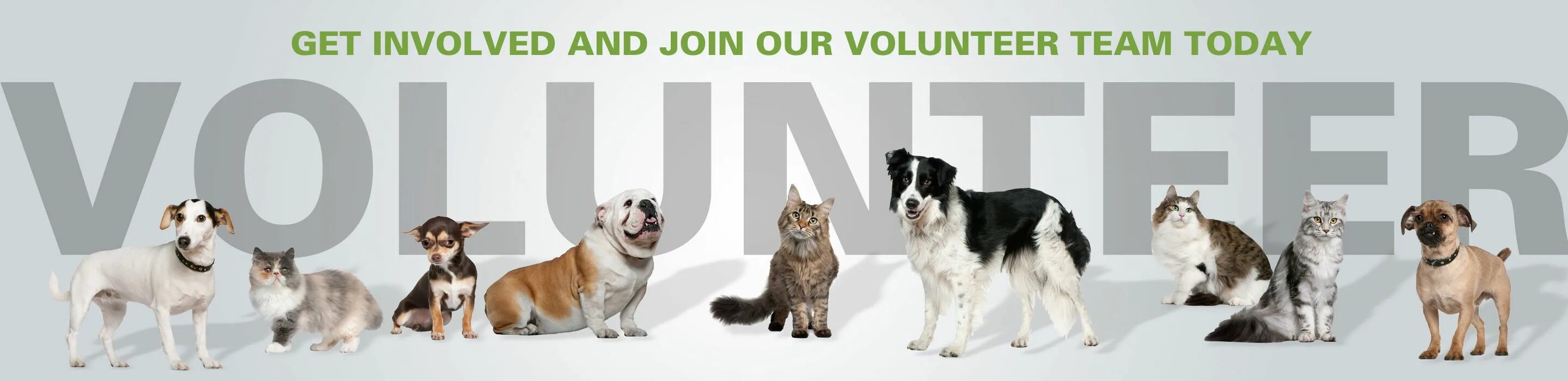 Анимал шелтер. Pet Volunteers. Volunteer at an animal Shelter. Volunteer animals. Animal shelter volunteer