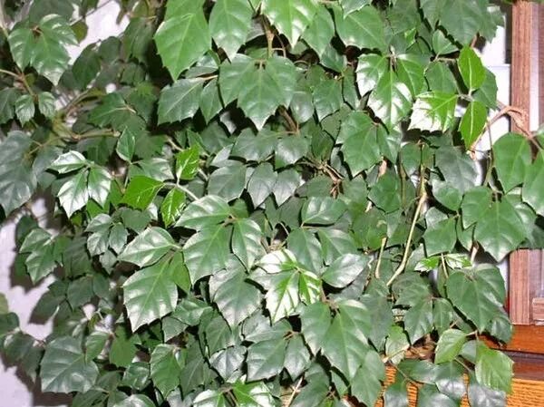 11 Species of Invasive Vines