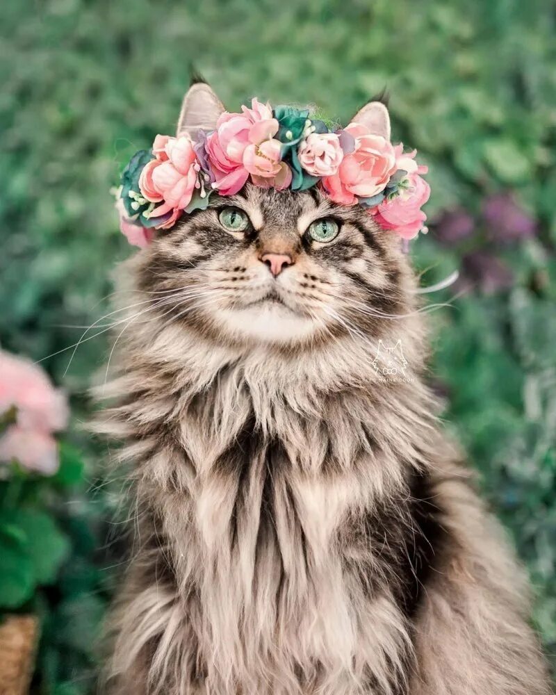 Котята эстетика. Котики эстетика. Эстетика котов. Милый котик эстетика. Милые коты эстетика.