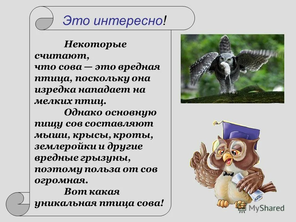 Сова составить предложение. Рассказ о сове. Сова составить предложение. Рассказ о сове. Сова составить предложение.