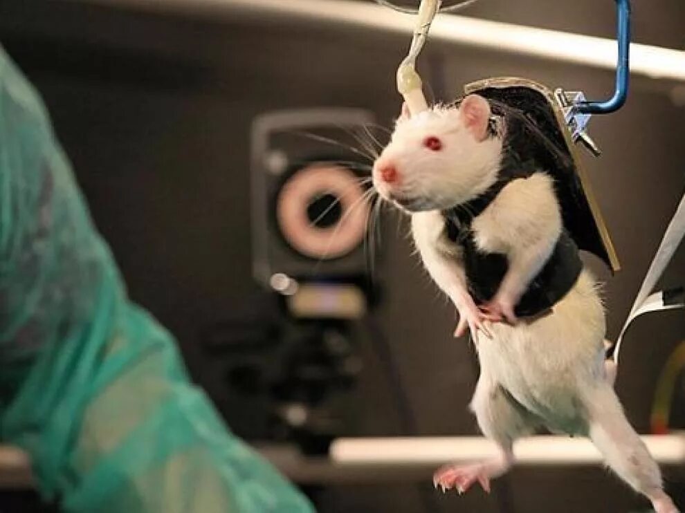 Ratcatcher 2 suicide squad. Управляет крысами. Подопытные мыши. Криспин гловер уиллард. Крыса ученый.