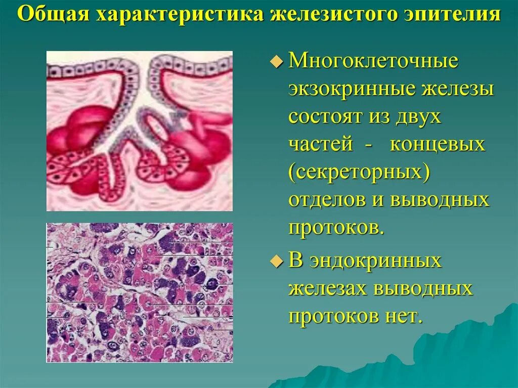 Экзокринные железы классификация гистология. Структура железистого эпителия. Железистый эпителий строение. Экзокринные железы выводные протоки