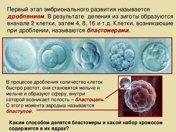Инвагинация эпиболия. Эмбриогенез бластула. Онтогенез гаструла. Этапы онтогенеза бластула гаструла нейрула. Клетки зародыша называются.