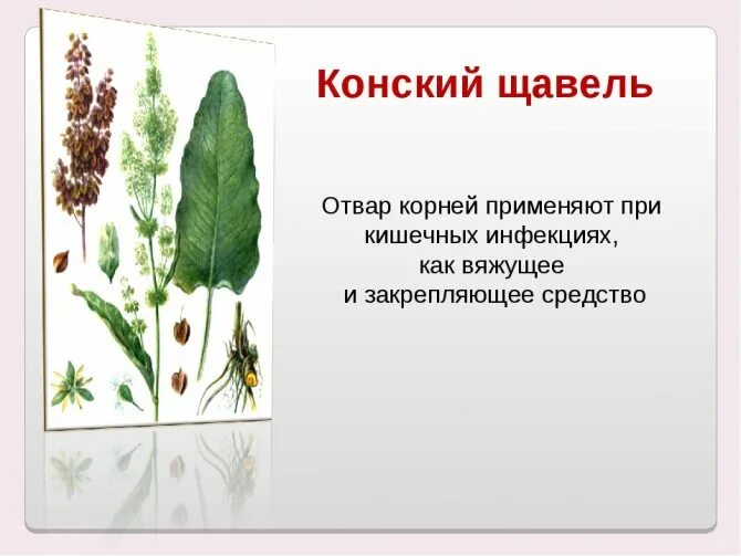 Конский щавель применение. Польза конского щавеля для человека. ). Конский щавель (дикий щавель). Конский щавель соцветия.