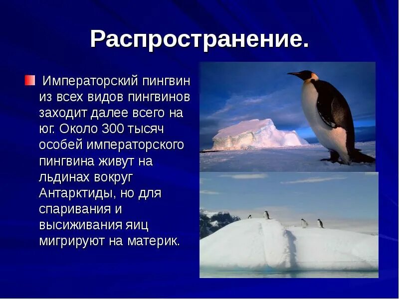 Пингвины удивительные птицы антарктиды проект 5 класс Картинки ХАРАКТЕРИСТИКИ ИМПЕРАТОРСКОГО ПИНГВИНА