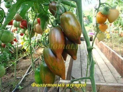 Томат фиолетовый изумруд